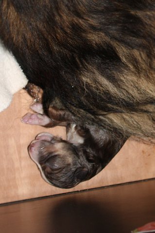 birthofkamikaze0901114.jpg