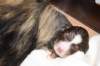 birthofkamikaze0901115_small.jpg