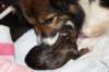 birthofkamikaze0901119_small.jpg