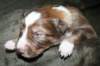 kami15daysold2_small.jpg
