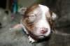 kami15daysold4_small.jpg