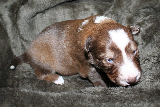 kami15daysold5.jpg