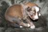 kami15daysold_small.jpg
