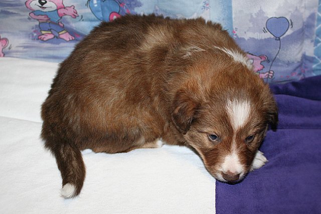 kami34daysold.jpg