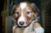 kami34daysold10_small.jpg