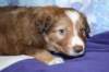 kami34daysold2_small.jpg
