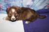 kami34daysold5_small.jpg
