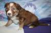 kami34daysold6_small.jpg