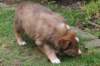 kami42daysold5_small.jpg