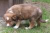kami42daysold8_small.jpg