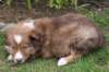 kami42daysold_small.jpg