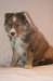 kami75weeksold2_small.jpg