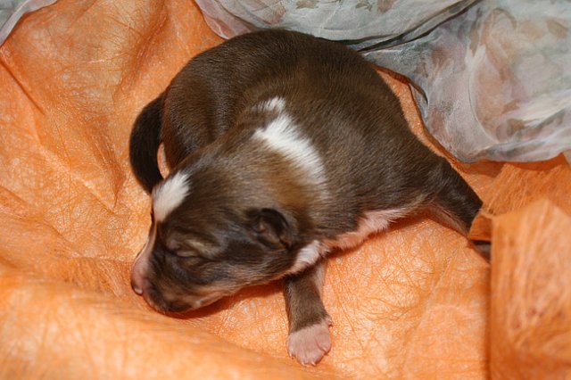 kami8daysold2.jpg