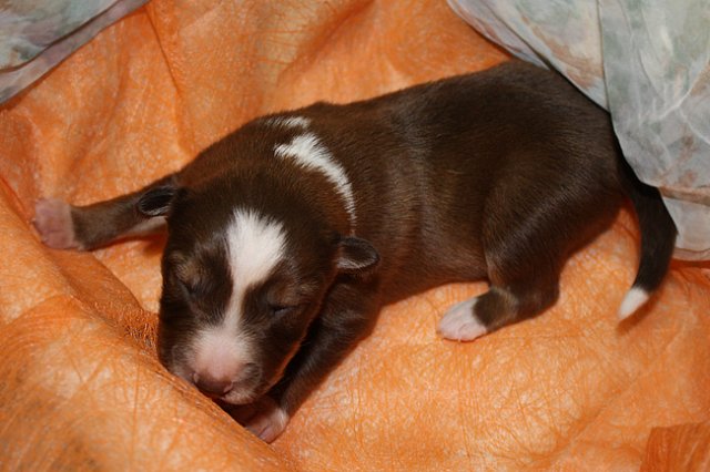 kami8daysold3.jpg