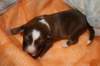 kami8daysold3_small.jpg