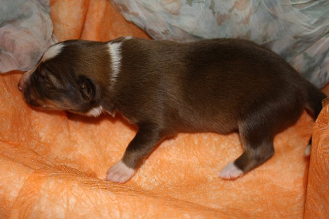 kami8daysold4.jpg