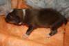 kami8daysold4_small.jpg