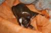 kami8daysold_small.jpg