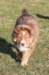 kami8weeksold12_small.jpg
