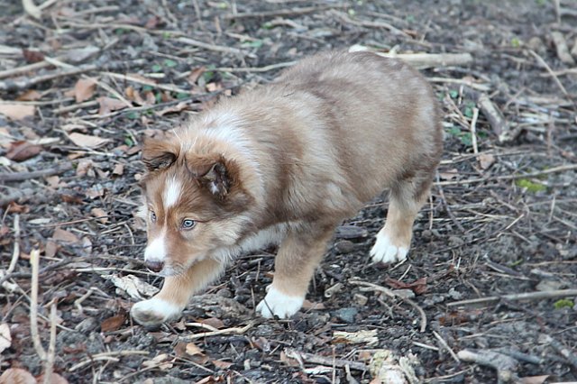 kami8weeksold3.jpg