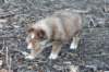 kami8weeksold3_small.jpg
