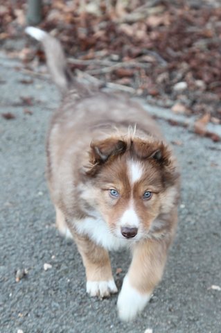 kami8weeksold5.jpg