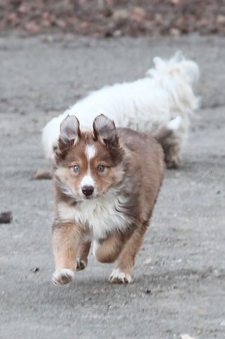 kami8weeksold6.jpg