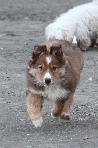 kami8weeksold7.jpg