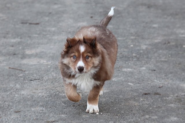 kami8weeksold9.jpg