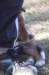 kami8weeksold_small.jpg