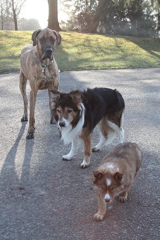 kami8weeksvhip13years8monthsoldwithgreatdane.jpg