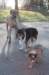 kami8weeksvhip13years8monthsoldwithgreatdane_small.jpg