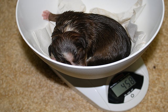 kamibeingweighedondayofbirth2.jpg