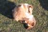kaminim8weeksold6_small.jpg