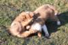 kaminim8weeksold8_small.jpg