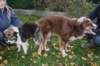 matingzoeechoon07112010_small.jpg