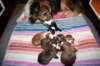 zoeherpupsondayofbirth0901112_small.jpg