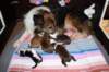 zoeherpupsondayofbirth0901114_small.jpg