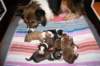 zoeherpupsondayofbirth090111_small.jpg