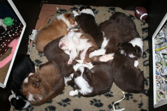 zoespups25daysold.jpg