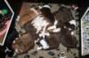 zoespups25daysold_small.jpg