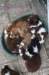 zoespups50daysoldenjoyingthegardenwithlovelyspups2_small.jpg