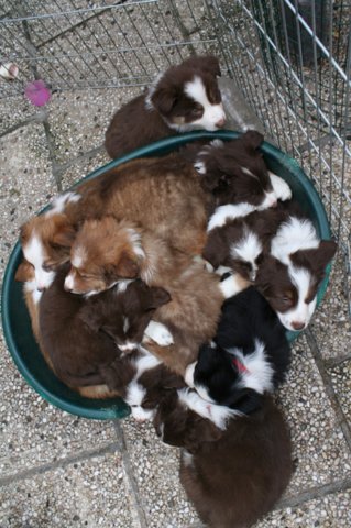 zoespups50daysoldenjoyingthegardenwithlovelyspups3.jpg