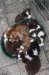 zoespups50daysoldenjoyingthegardenwithlovelyspups3_small.jpg
