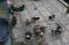 zoespups50daysoldenjoyingthegardenwithlovelyspups4_small.jpg