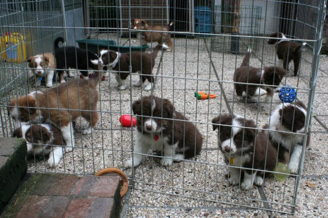 zoespups50daysoldenjoyingthegardenwithlovelyspups6.jpg
