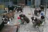 zoespups50daysoldenjoyingthegardenwithlovelyspups6_small.jpg