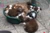 zoespups50daysoldenjoyingthegardenwithlovelyspups_small.jpg