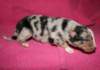 kwikkatch10daysold2_small.jpg