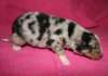 kwikkatch10daysold3_small.jpg